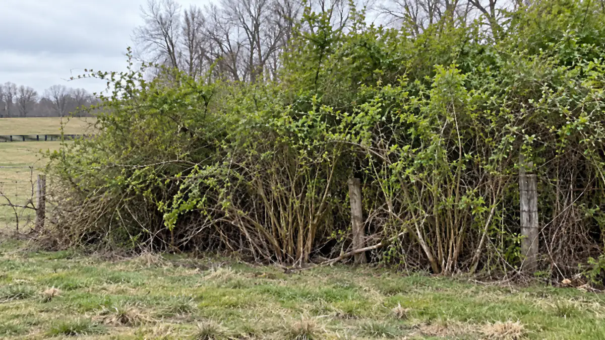 Dense bush honeysuckle stand choking a fence line on a Bluegrass region horse farm before clearing