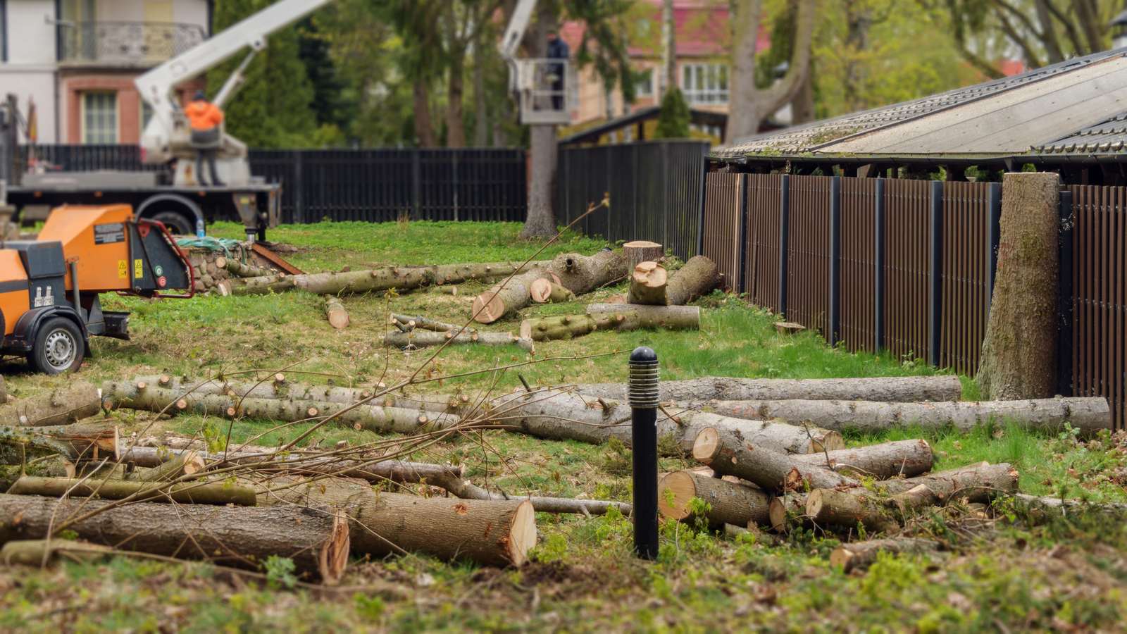 Felled trunks cut to length on a lawn beside a fence line