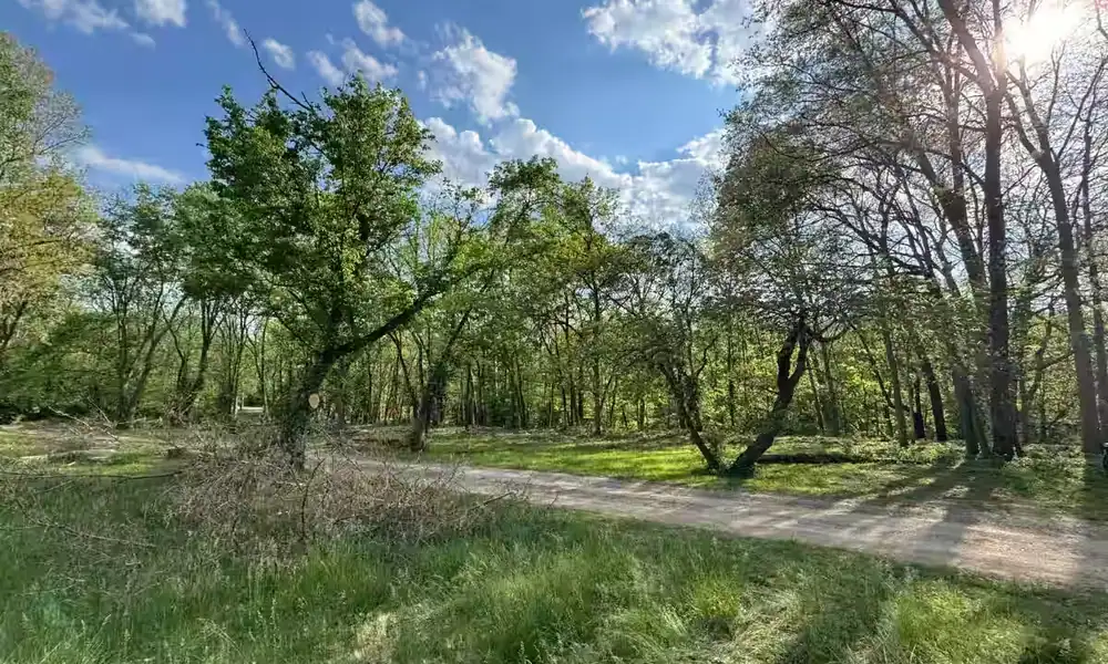 Open grass field and gravel lane lined with trees