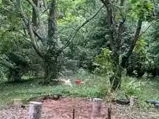 Open ground where a shed was removed