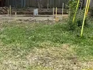The same yard cleared back to open lawn