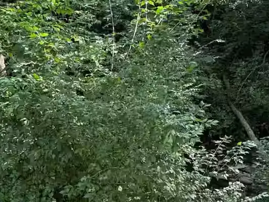 Dense overgrowth around a creek culvert, before clearing