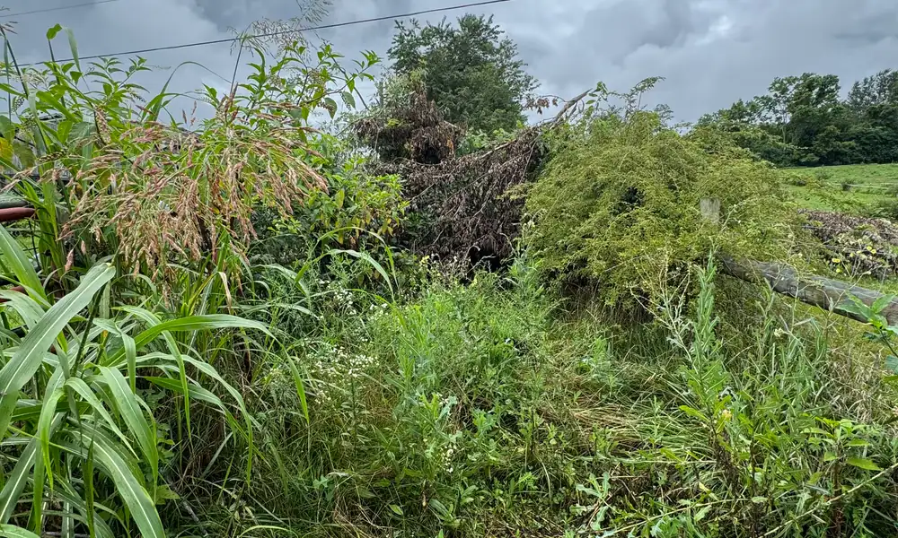Dense weeds and brush on an overgrown lot