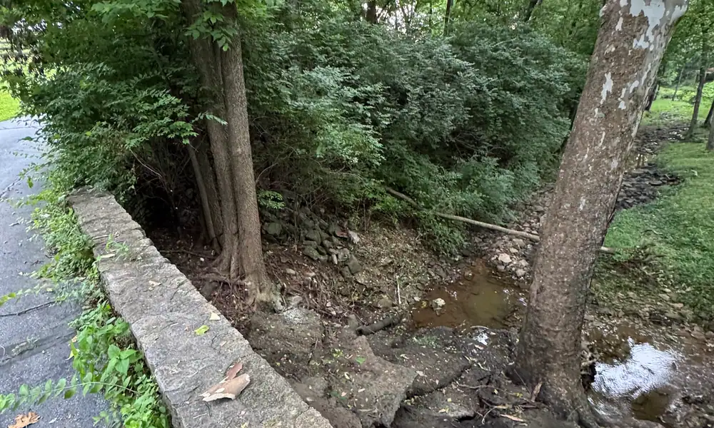 Overgrown creek bank beside a concrete retaining wall