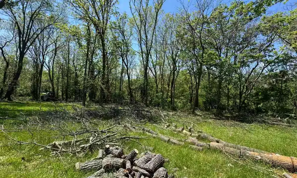 Felled trees cut into logs and stacked on a wooded lot