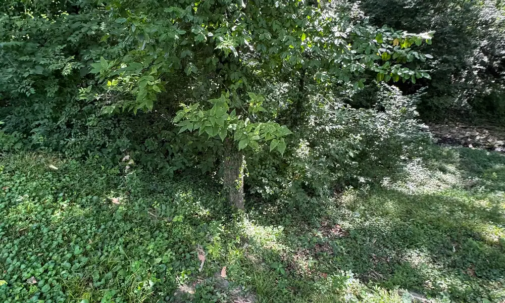 Overgrown understory and ivy ground cover