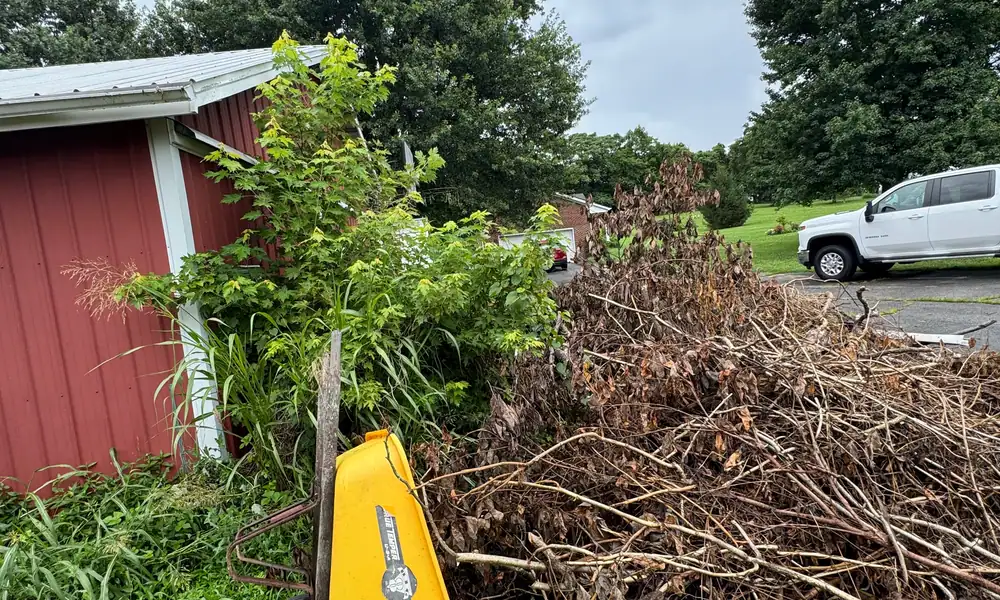 Pile of cleared brush beside a barn