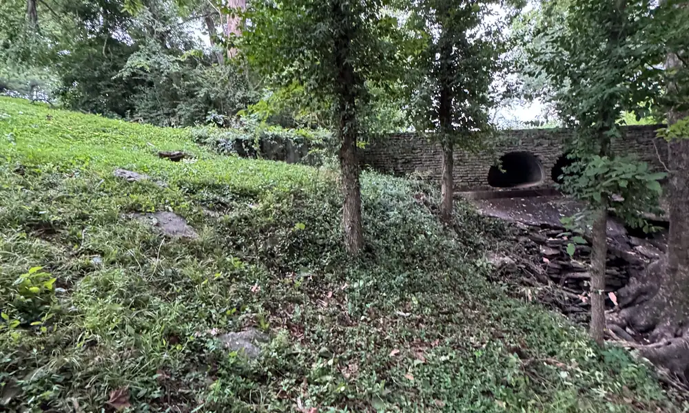Saplings growing on an overgrown slope above a culvert