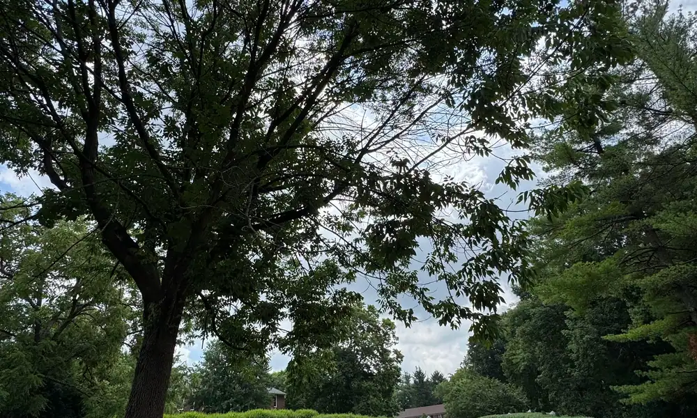 Tree standing in a residential yard